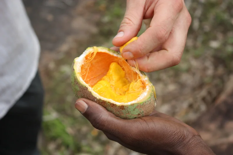 Fresh madd opened by hand in Casamance