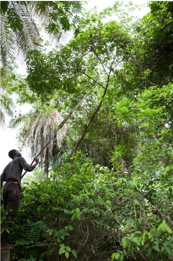 A person reaching into the forest canopy near wild madd vines in Casamance