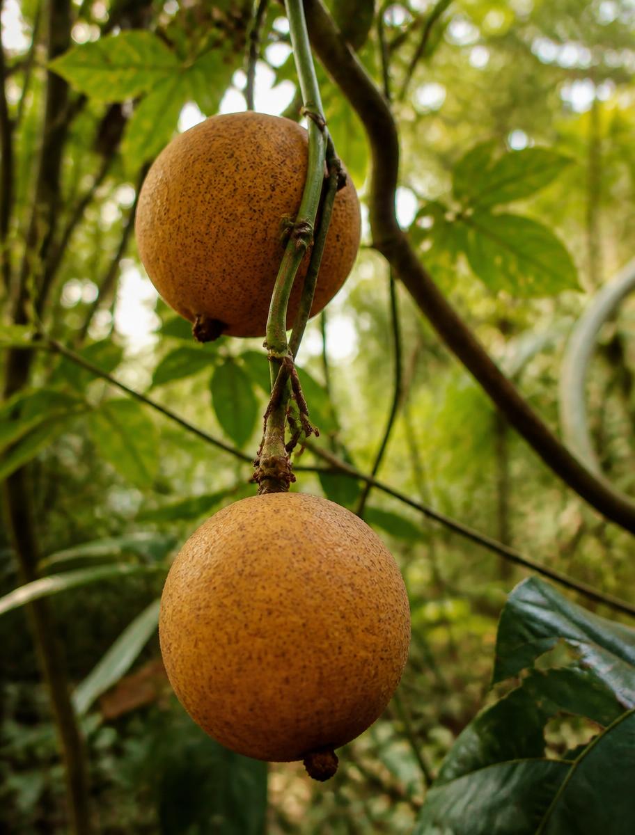 Madd fruit hanging on the vine in Casamance
